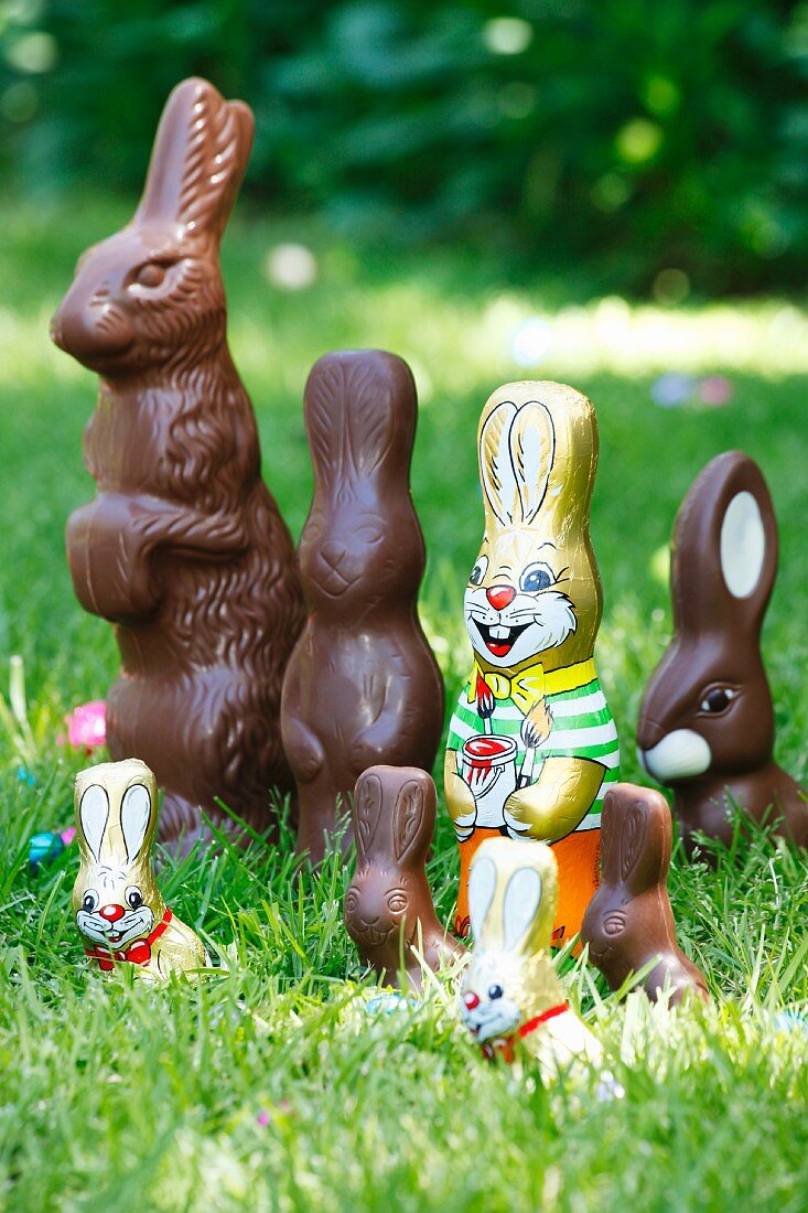 Chocolate Easter bunnies wrapped and unwrapped