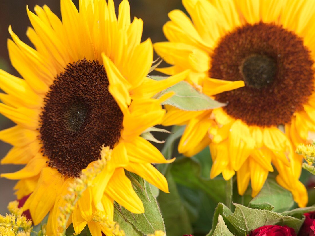 Two sunflowers