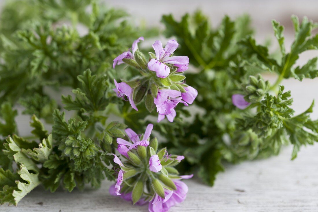 Lilafarbene Duftpelargonien