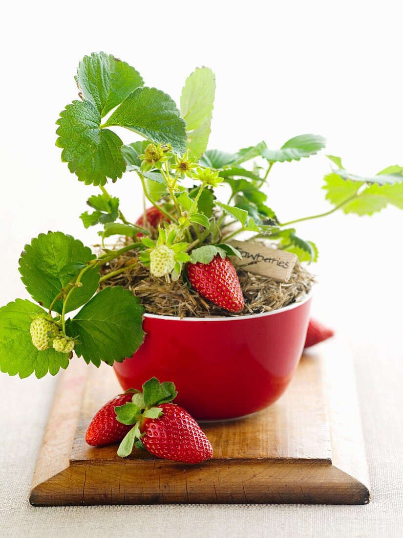 A strawberry plant in a red bowl