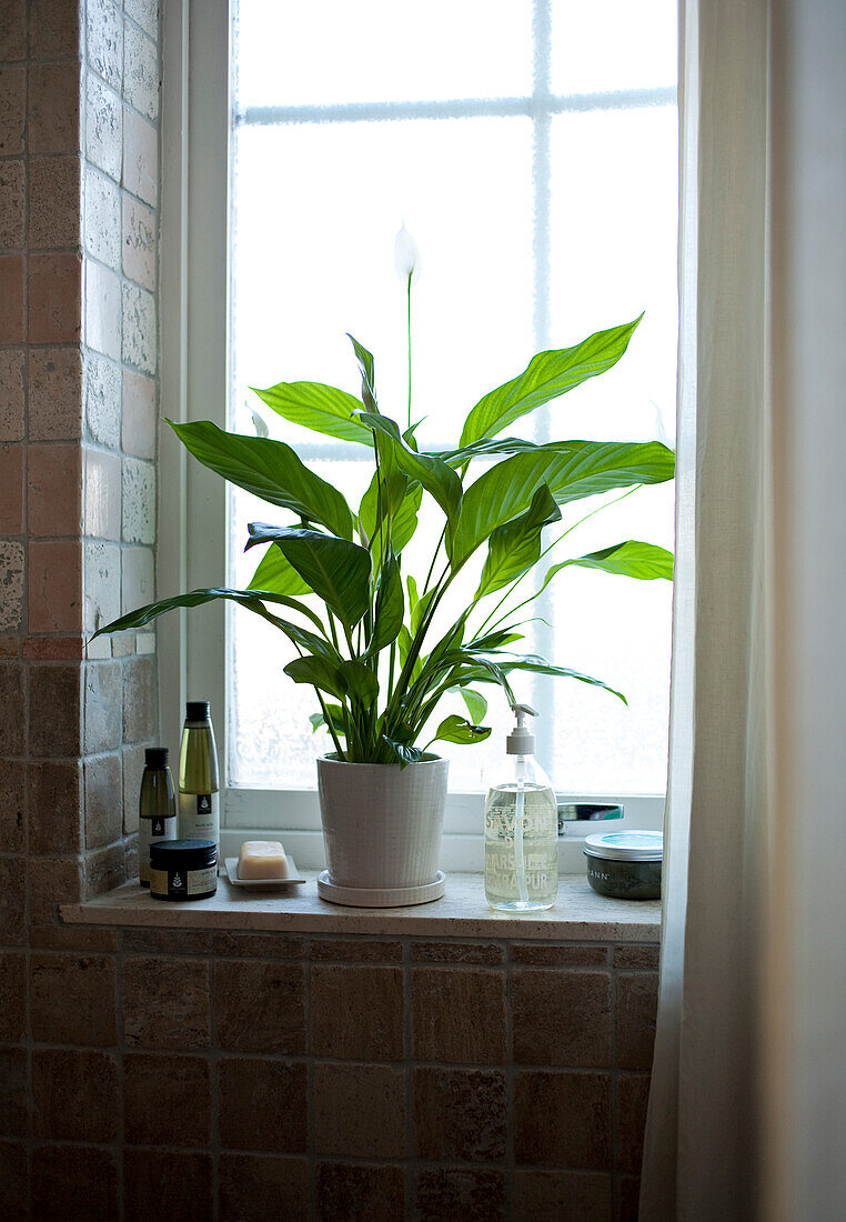 Houseplant on windowsill in bathroom