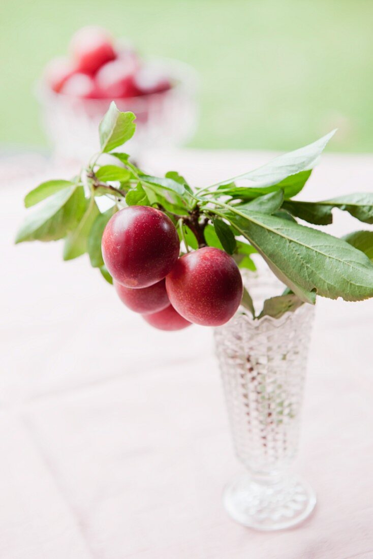 Plums on a twig and in a vase