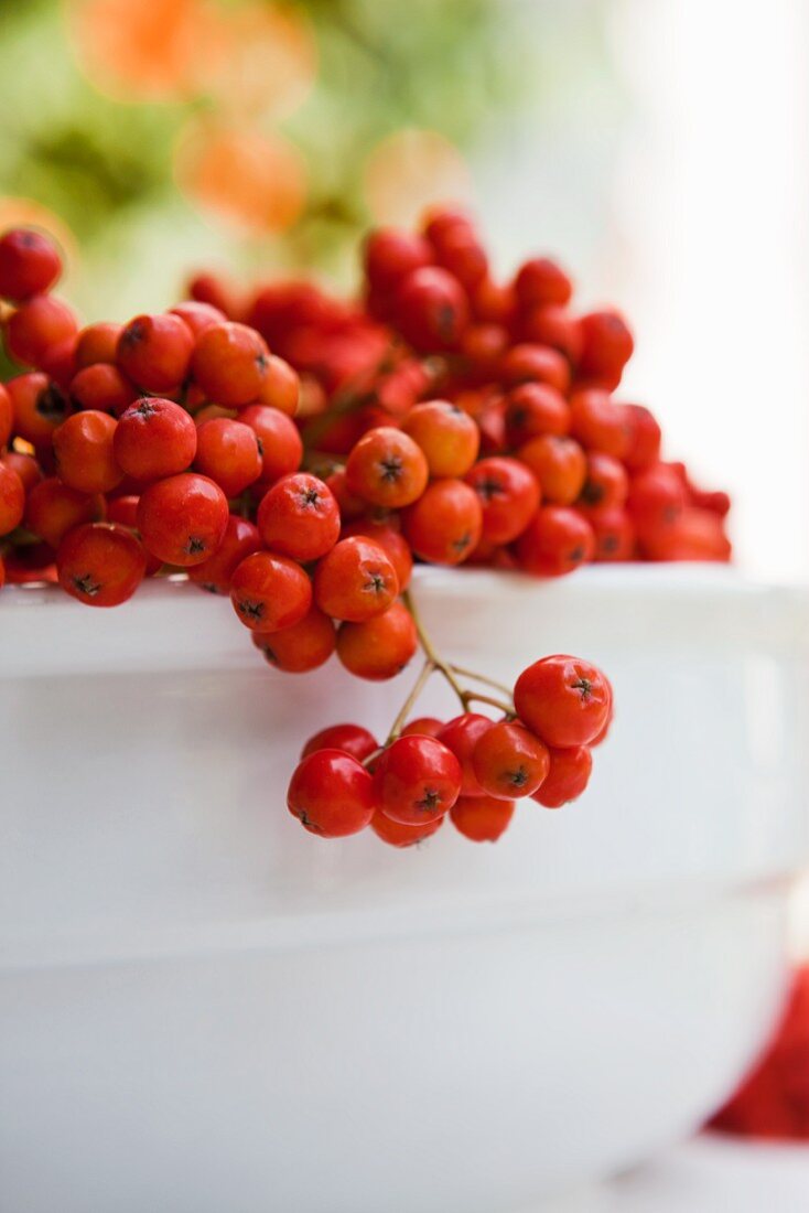 Rowan berries