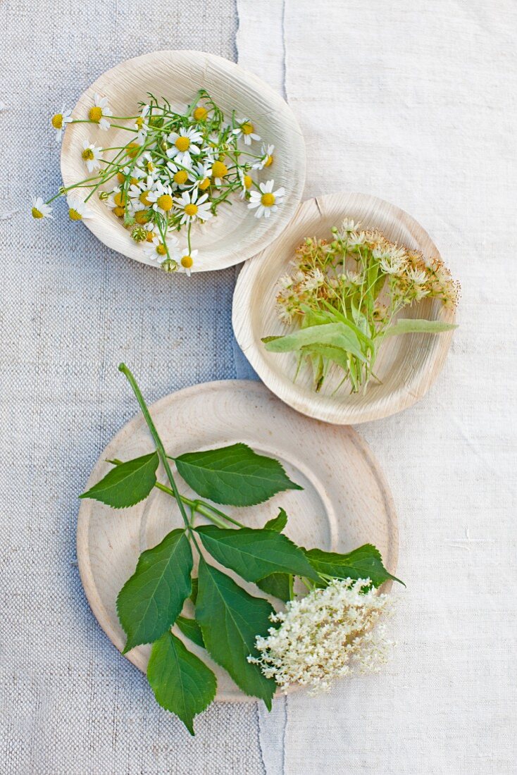 An arrangement of camomile flowers, lime flowers and elderflowers