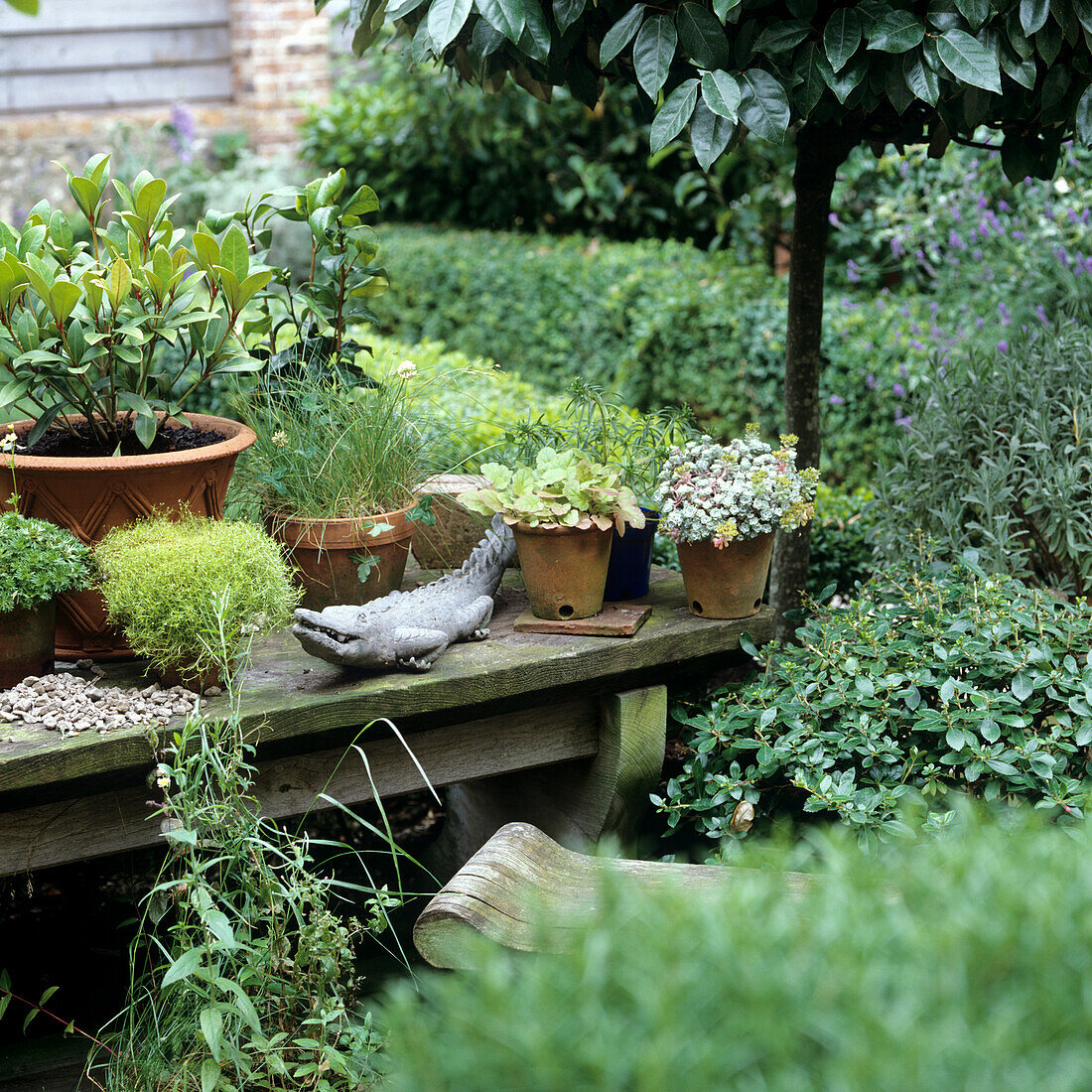 Varied plant arrangements on a garden bench surrounded by greenery