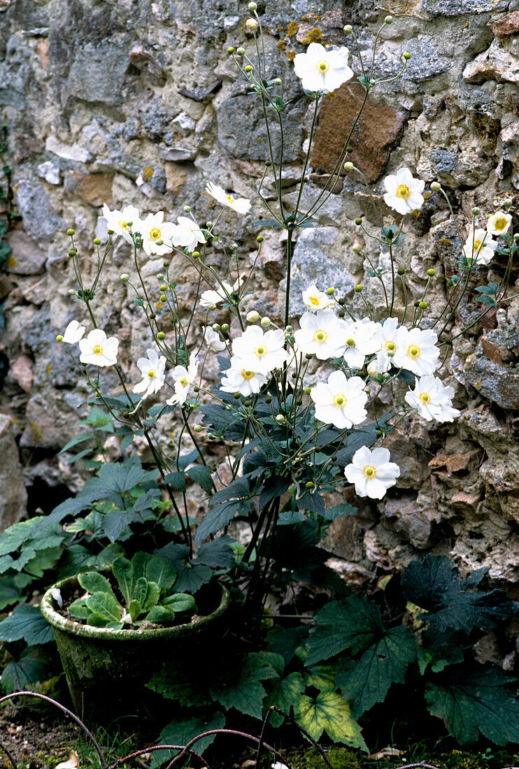 Herbst-Anemone (Anemone hupehensis) vor einer Steinmauer im Garten