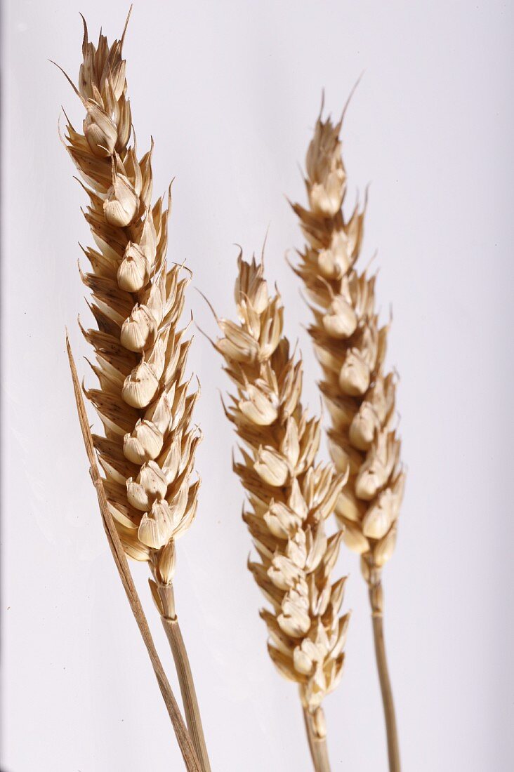 Three ears of wheat