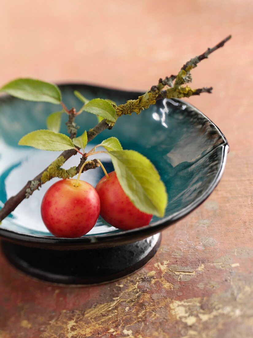 Plums on a branch in a dish