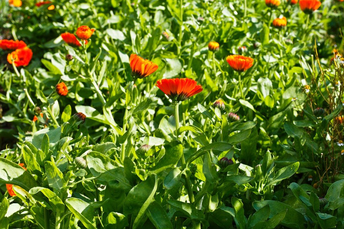 Marigolds in a garden