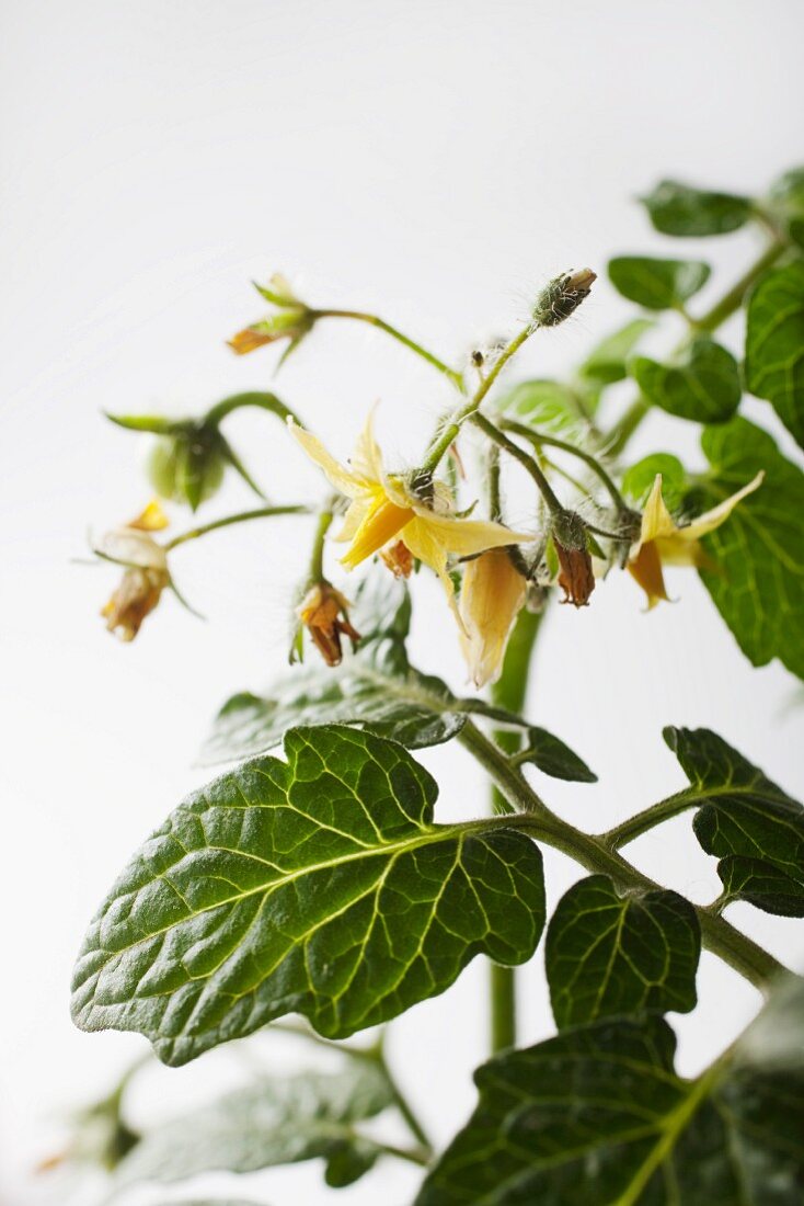 Blühende Tomatenpflanze (Nahaufnahme)