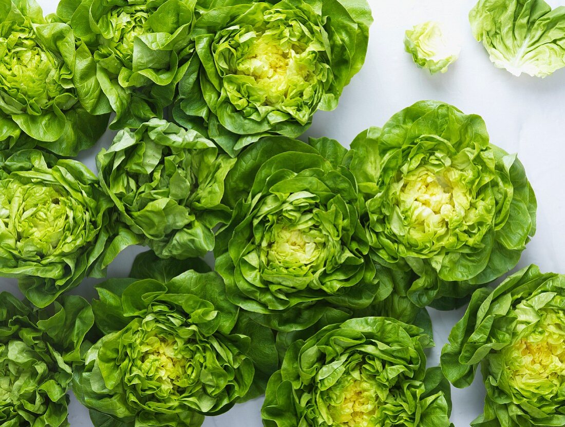 Lettuce seen from above