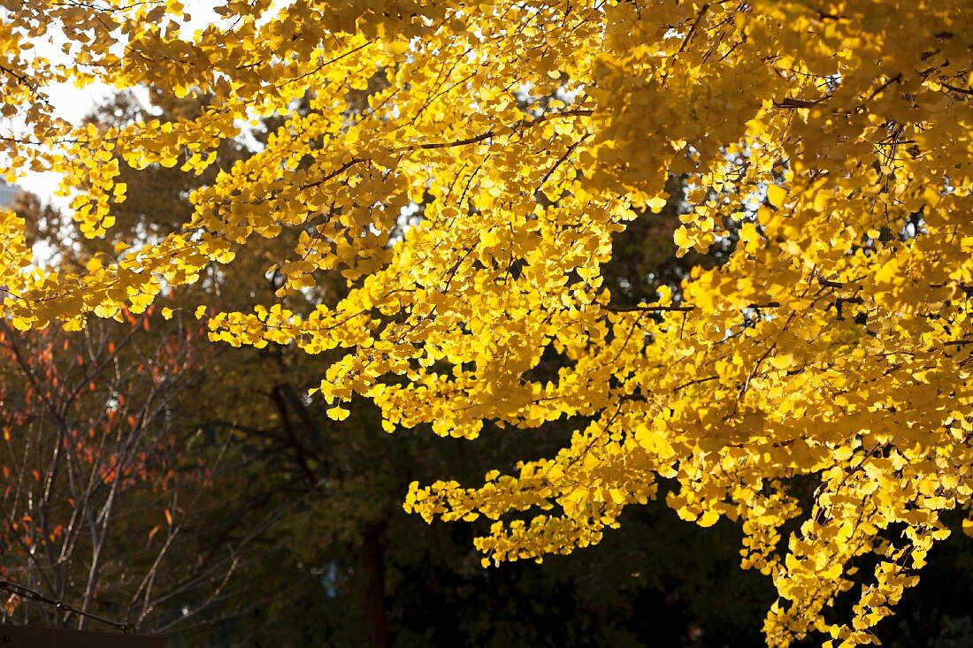 Gingkobaum