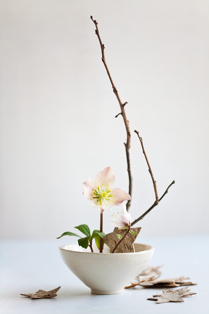 Ikebana with hellebore