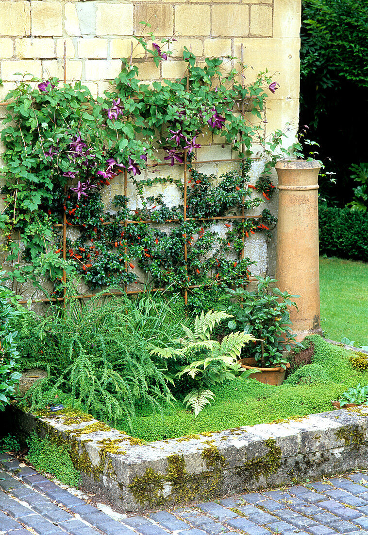 Greened corner with climbing plants on a stone wall and ferns