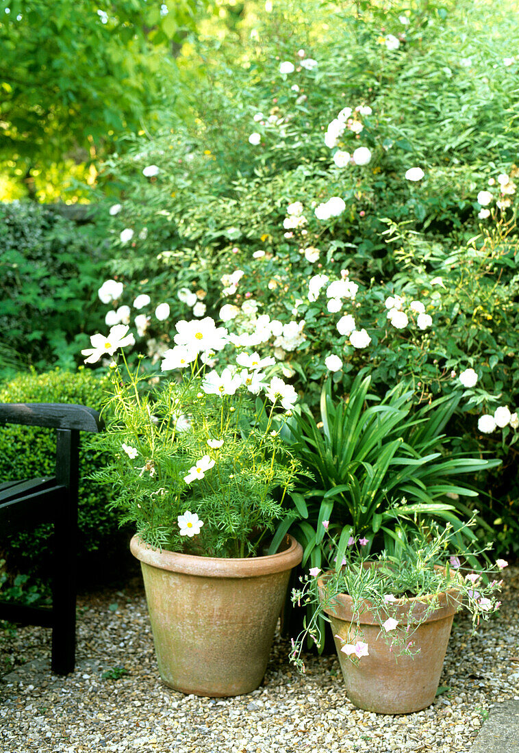 Terracotta pots with white cosmos and garden chair