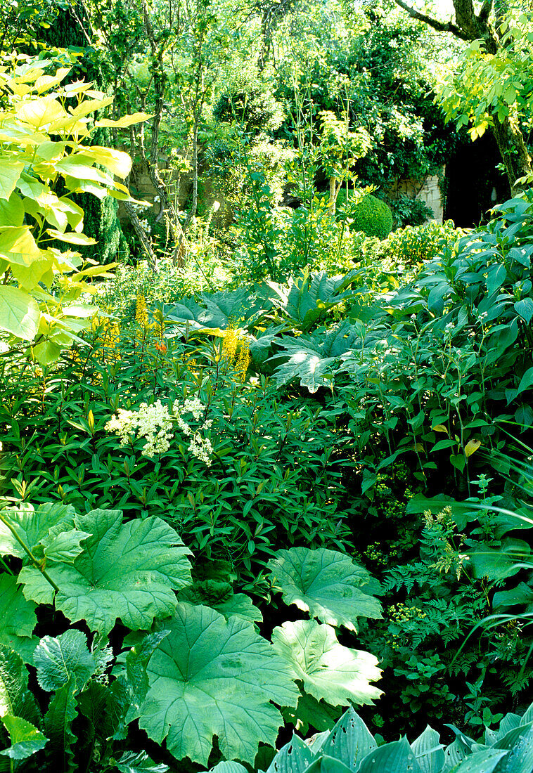 Light-flooded shade garden with a lush variety of foliage