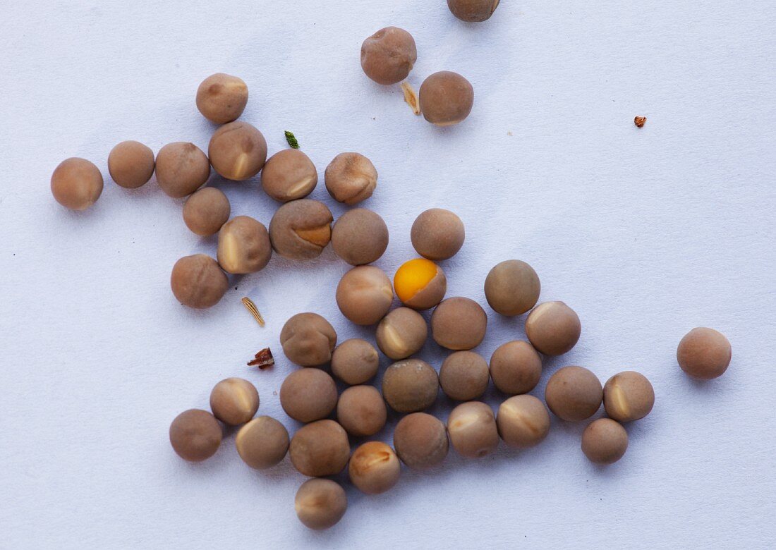Pea seeds