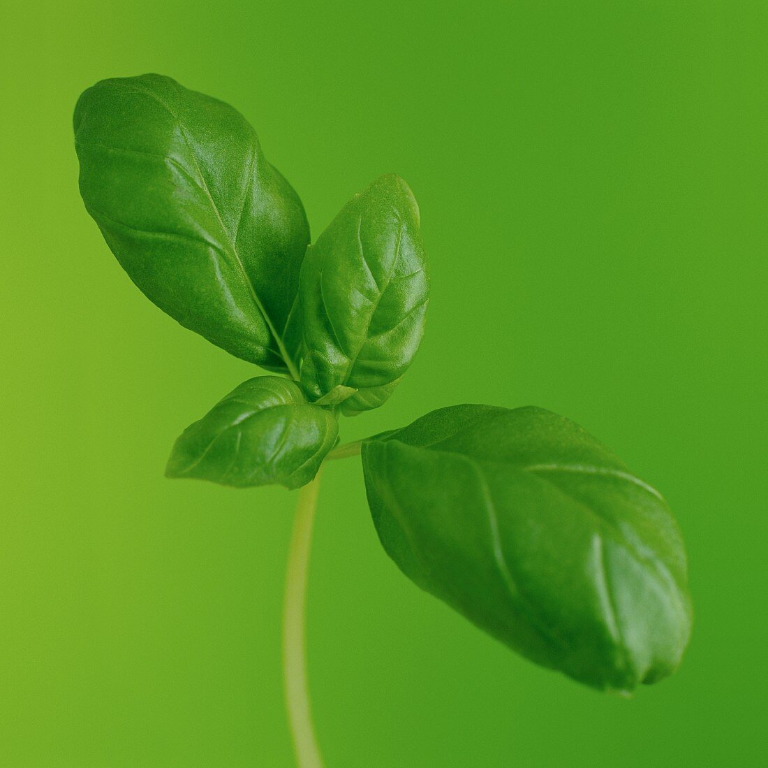 Basil in front of a green background