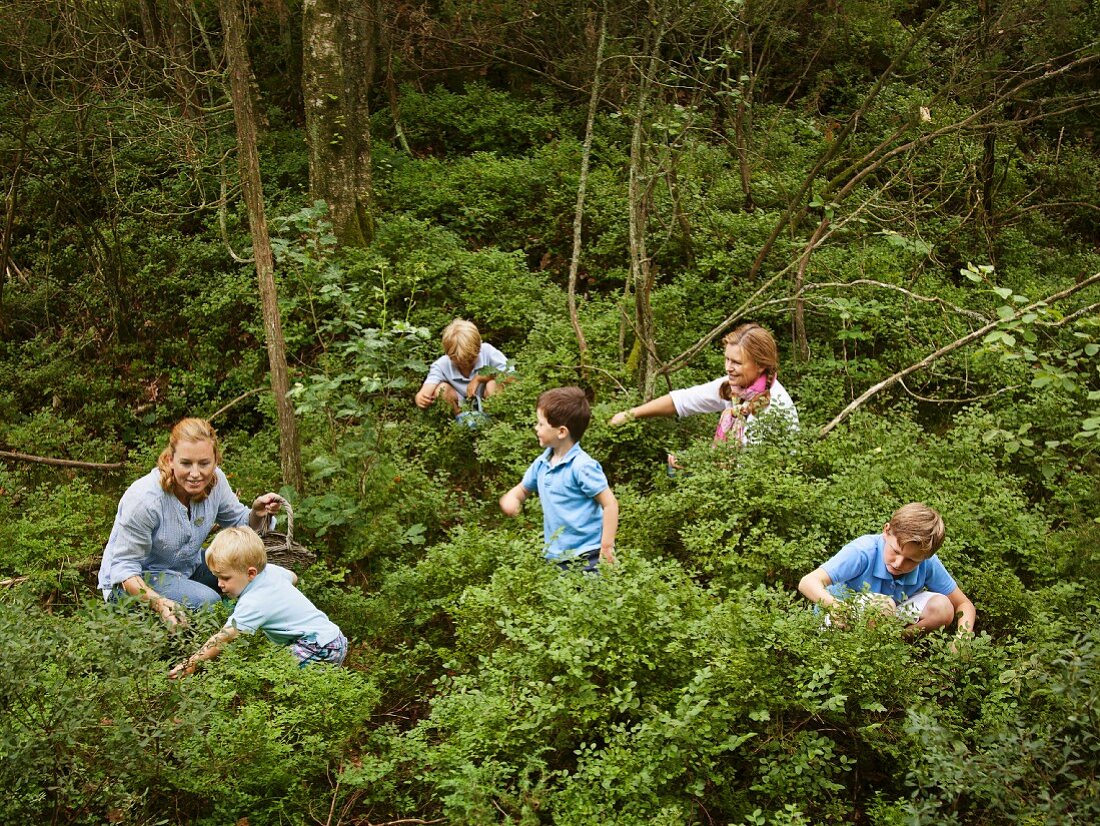 Erwachsene & Kinder bei der Blaubeersuche im Wald