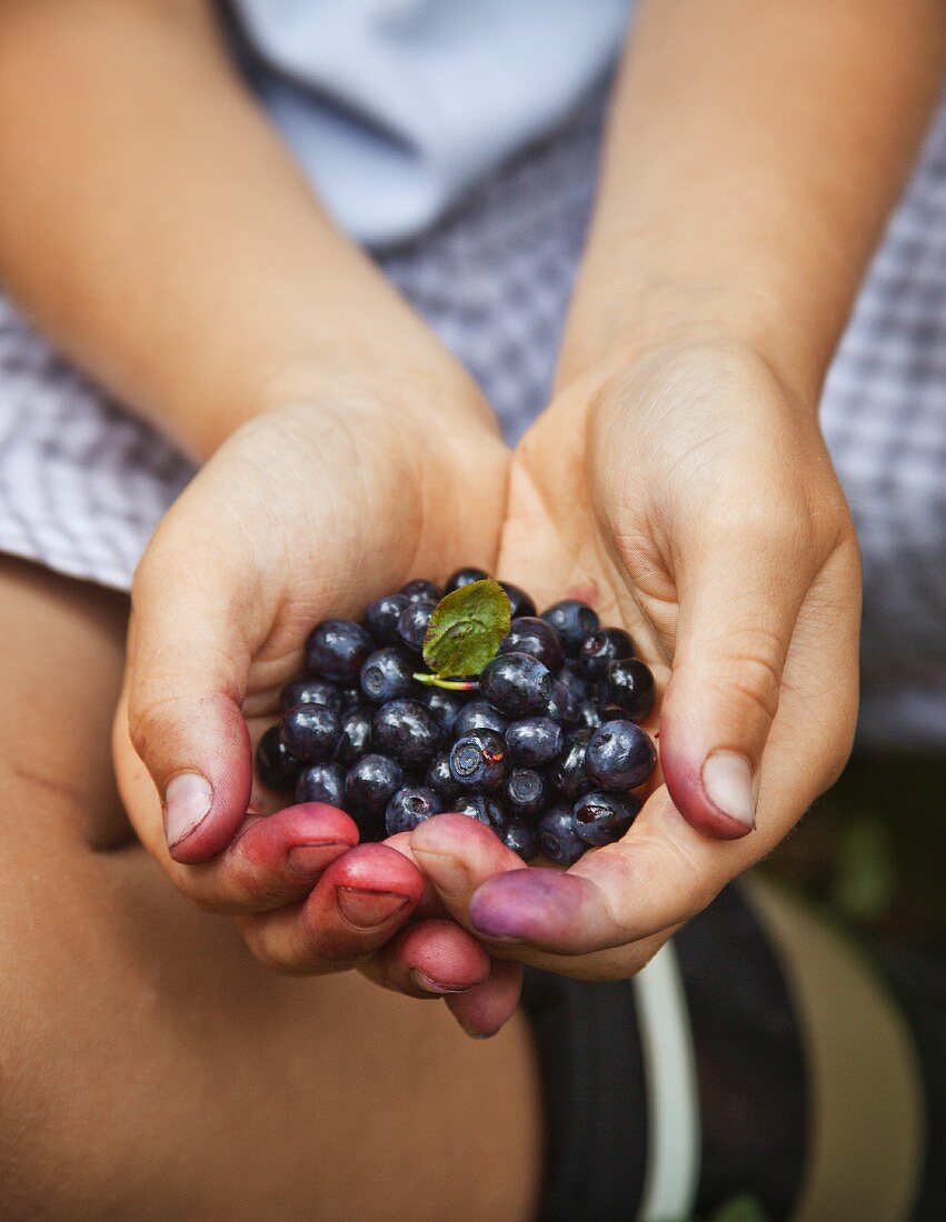 A boy holding freshly picked blackberries