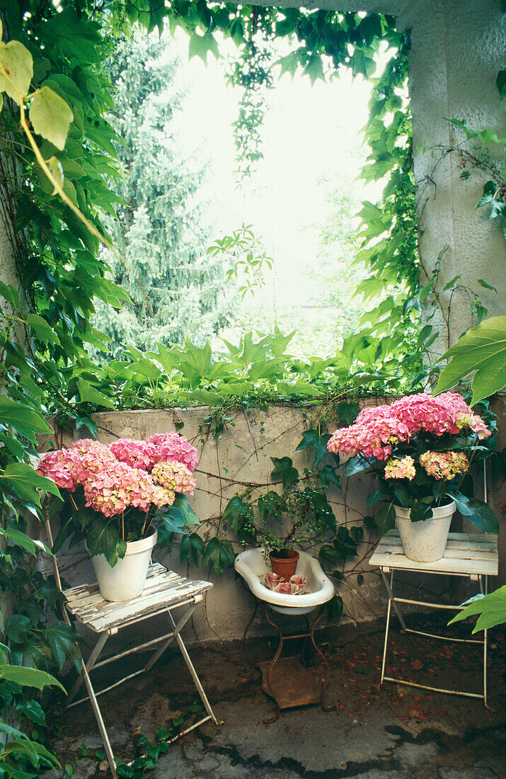 Hortensien (Hydrangea) auf Gartenstühlen vor einer Kletterpflanze