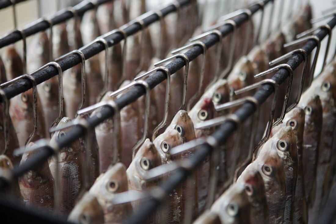 White fish, hanging in preparation to be smoked