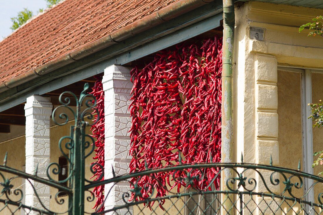 Red pepperonis drying in the sun (Hungary)