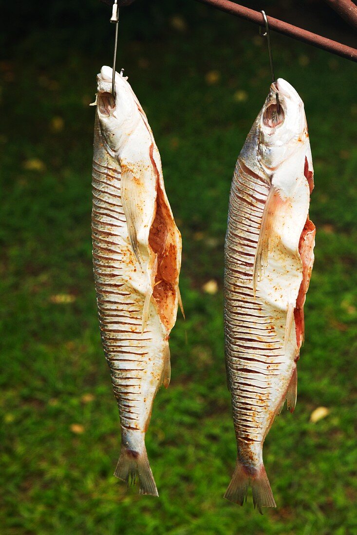 Fish, hanging in preparation to be smoked