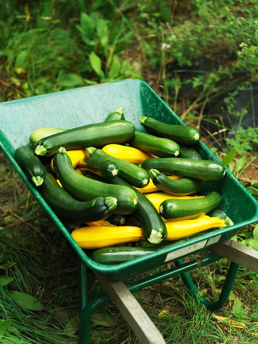 Frisch geerntete grüne und gelbe Zucchini in einer Schubkarre