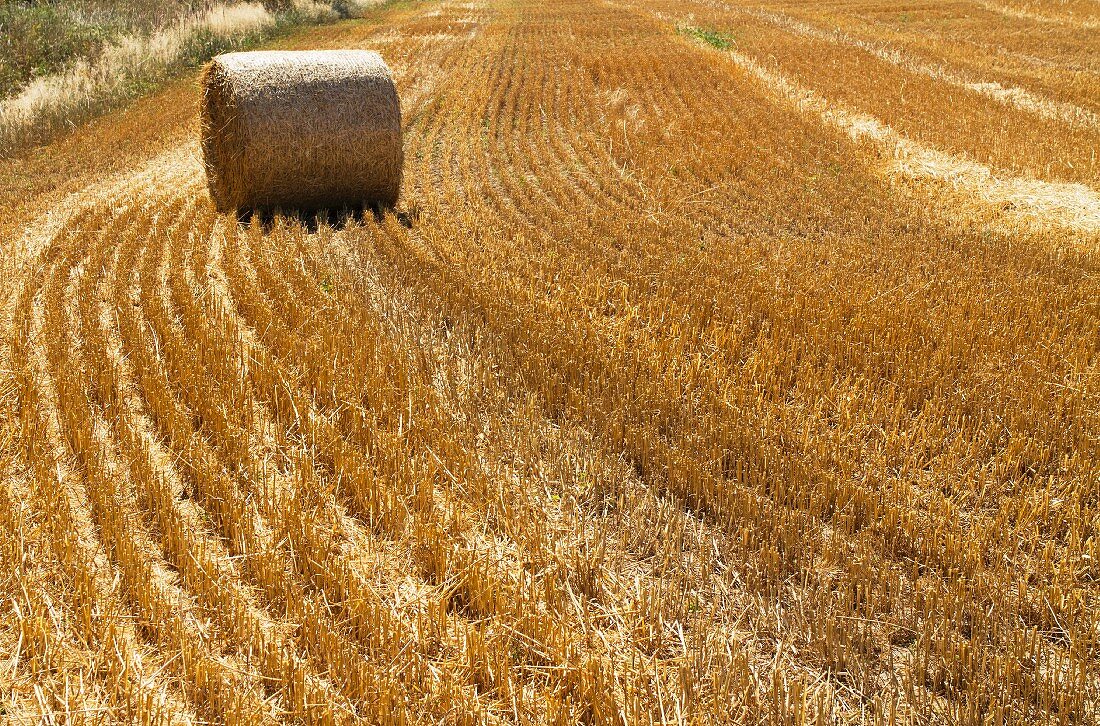 A bale of hay in a harvested field