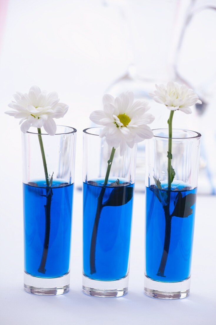 Chrysanthemums in glasses of blue water