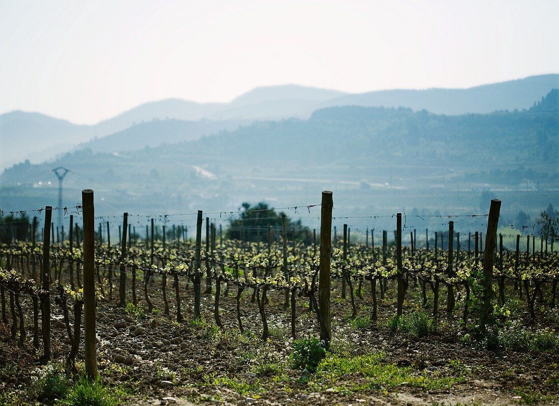 A vineyard in Spain