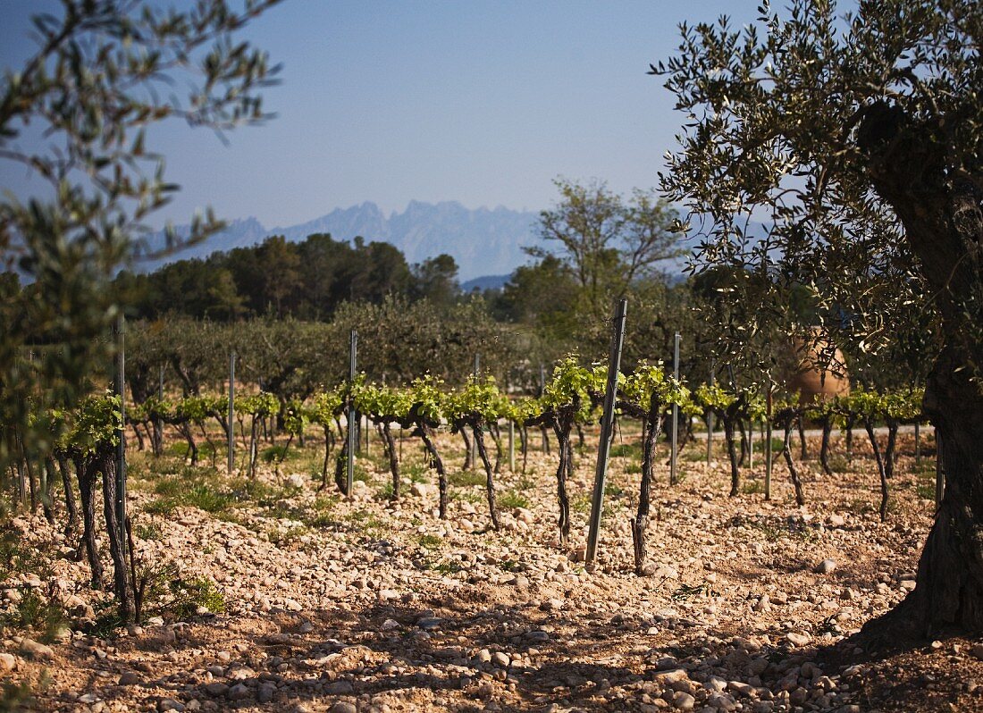 Rebstöcke und Olivenbäume im Weinberg (Spanien)