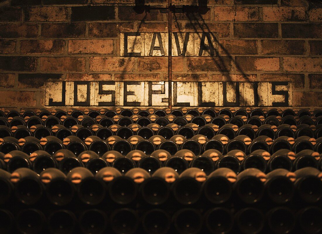 Cava lagert im Weinkeller (Spanien)