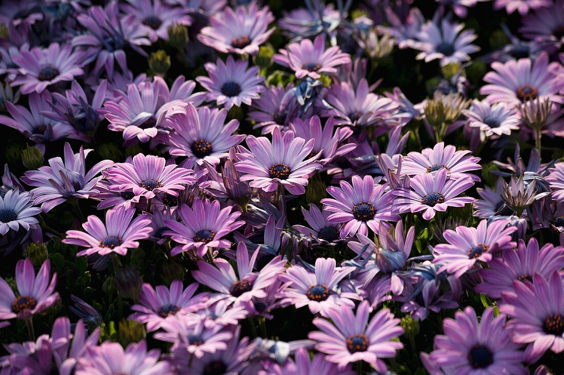A mass of pink and blue Cape daisies