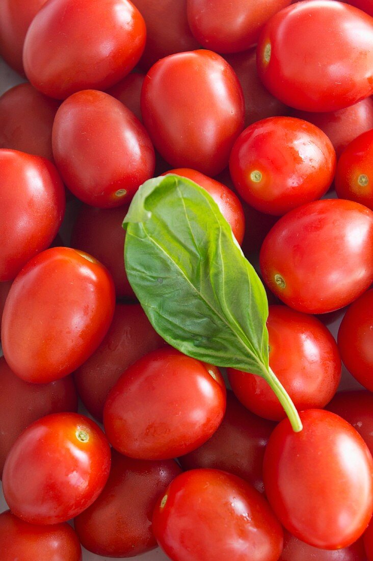 Viele Tomaten der Sorte Roma und ein Basilikumblatt