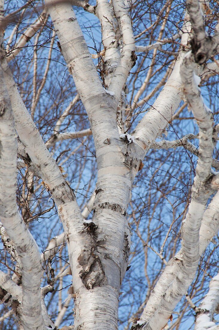 A view up into leaf-less silver birch trees