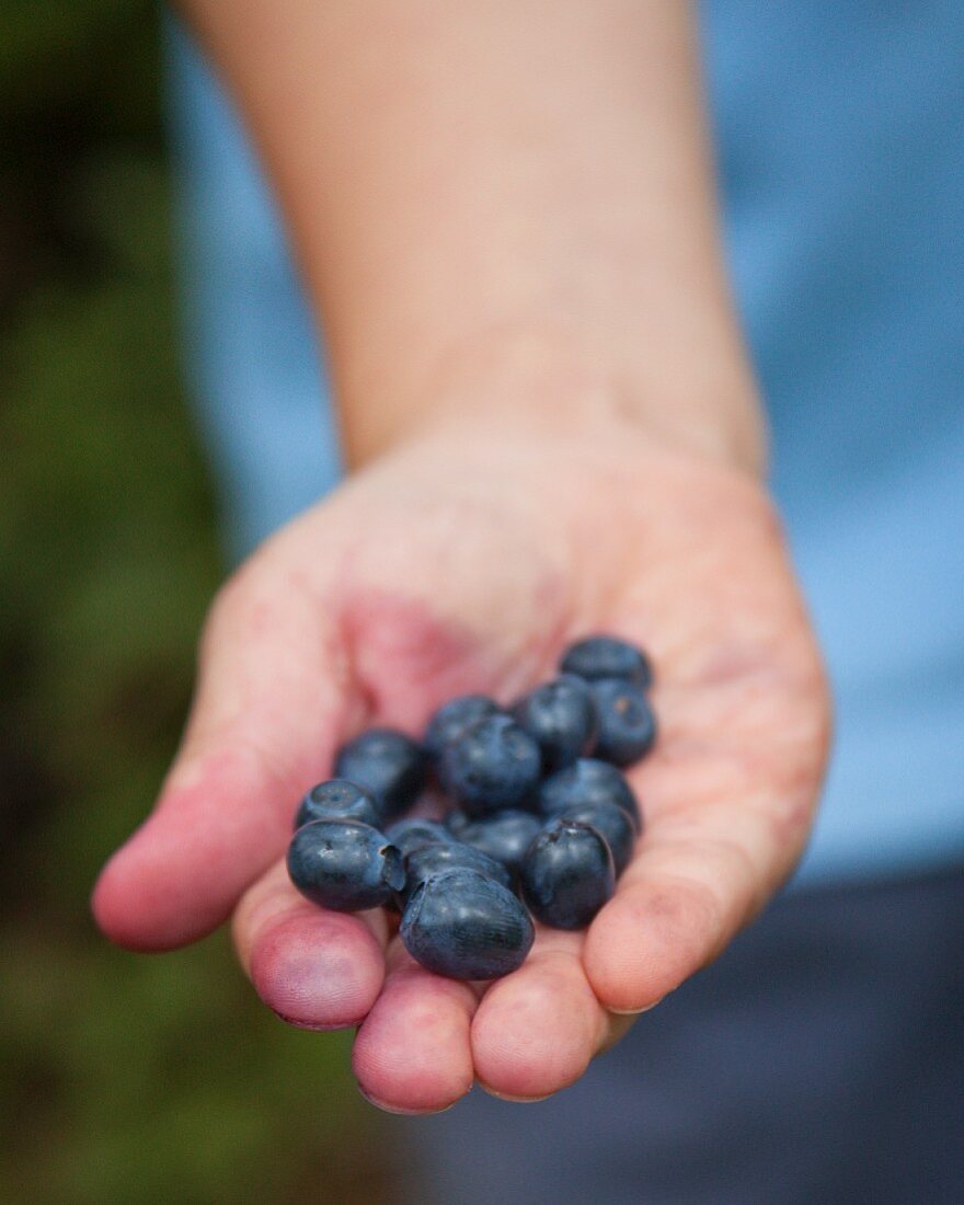 Hand holding fresh blueberries