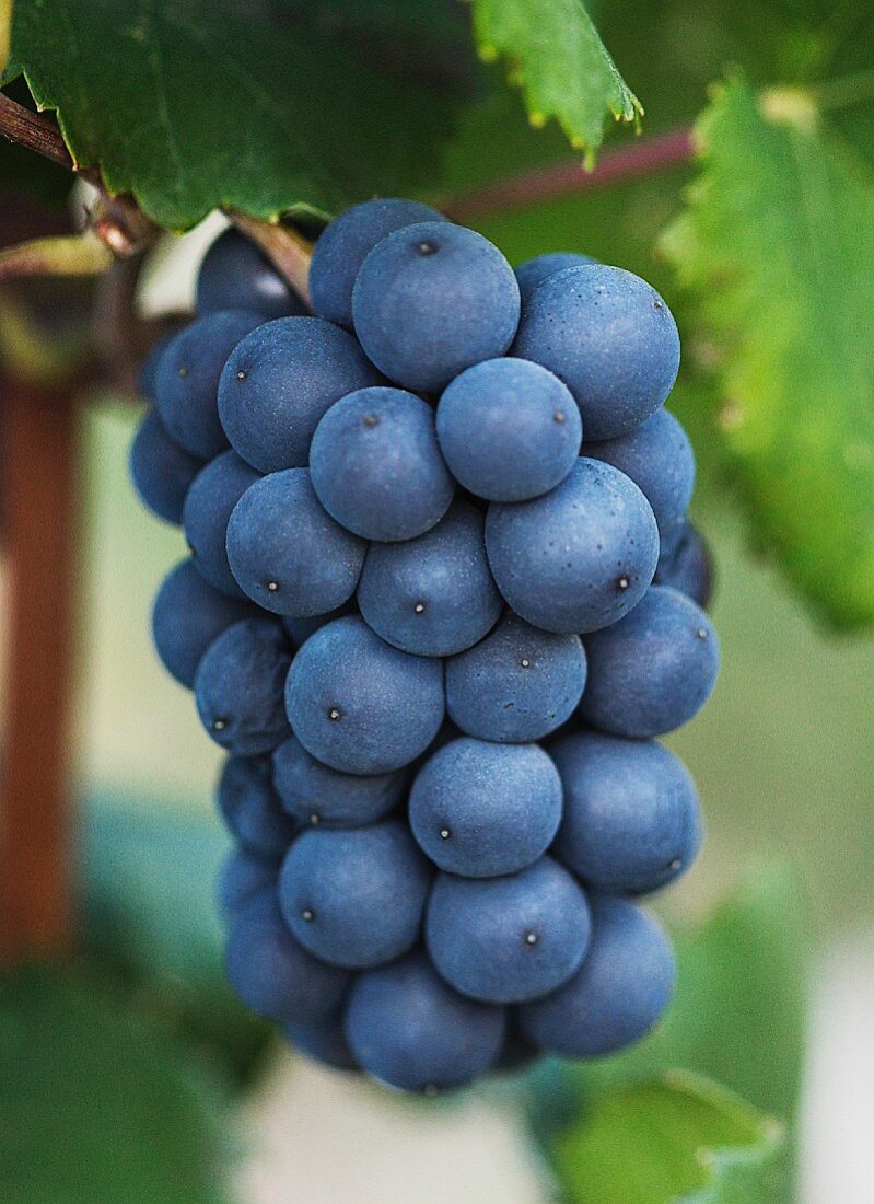 Pinot Noir grapes