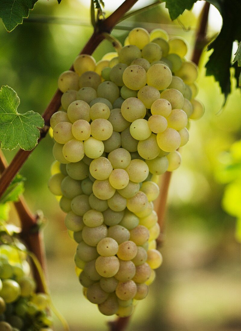 Weintrauben der Sorte Macabeo