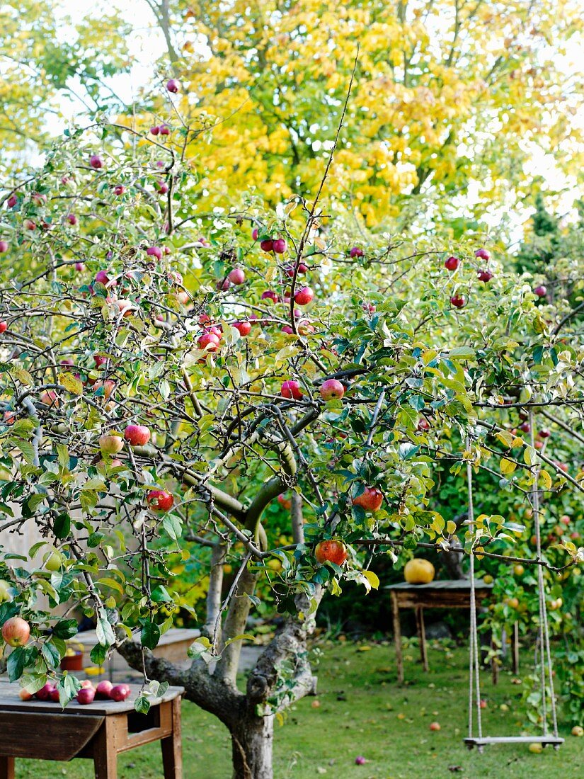 Apfelbaum mit Früchten im Garten