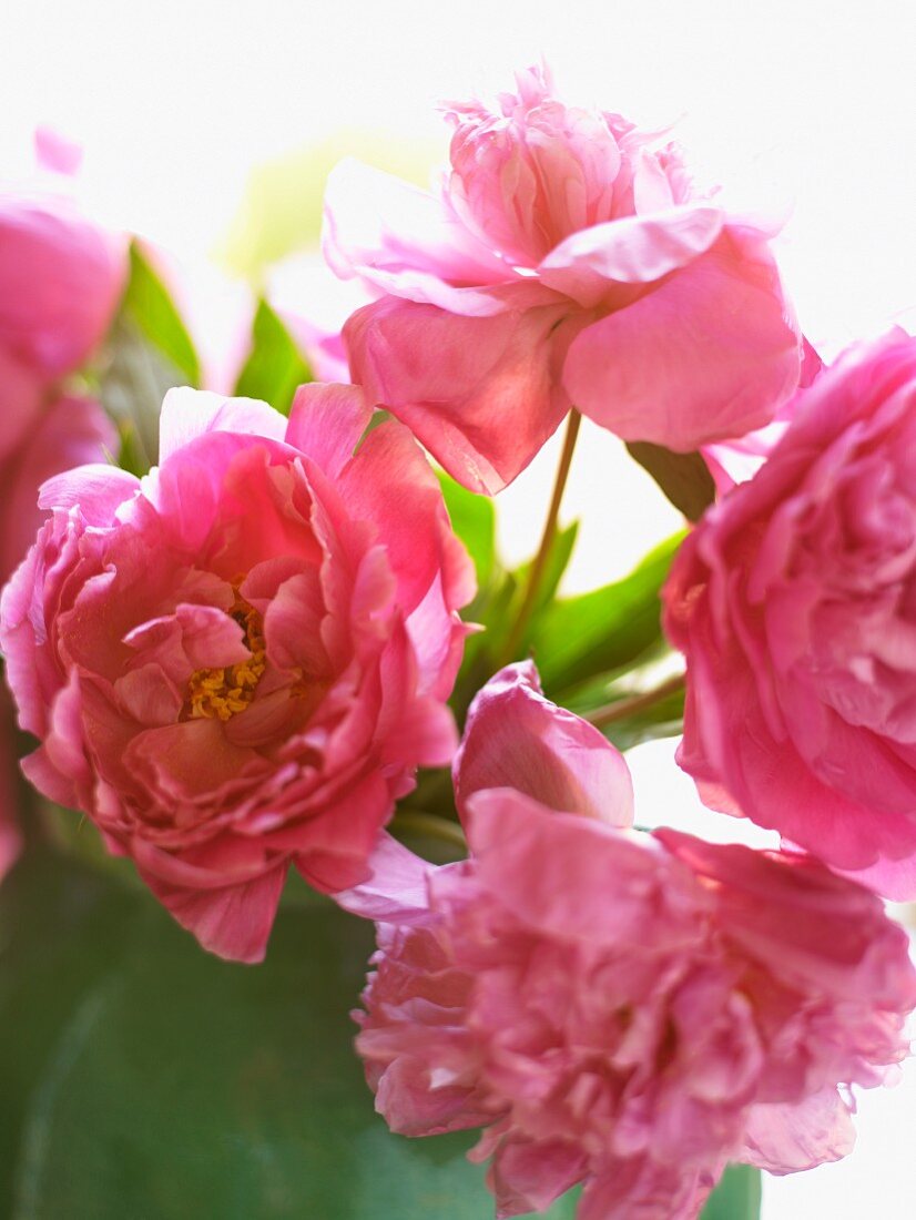 Pinkfarbene Pfingstrosen in Vase (Close Up)