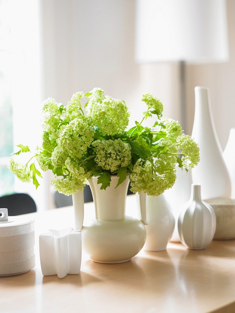 Viburnum (Schneebälle) in einer von mehreren Vasen auf Tisch