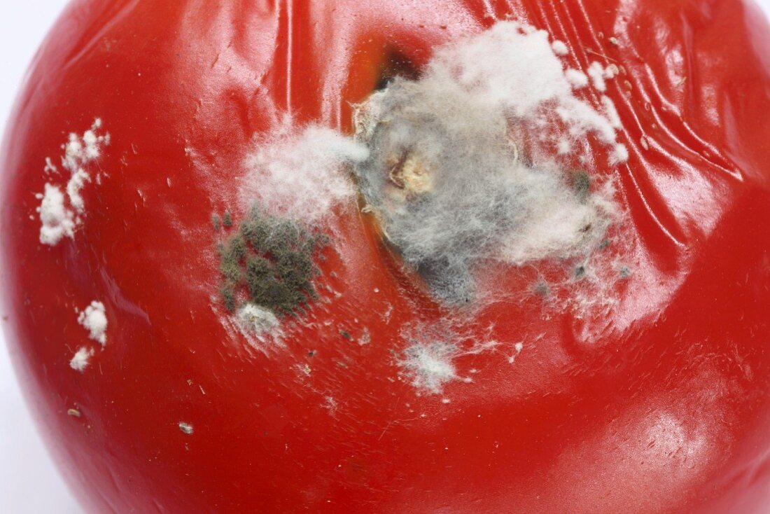 A mouldy tomato