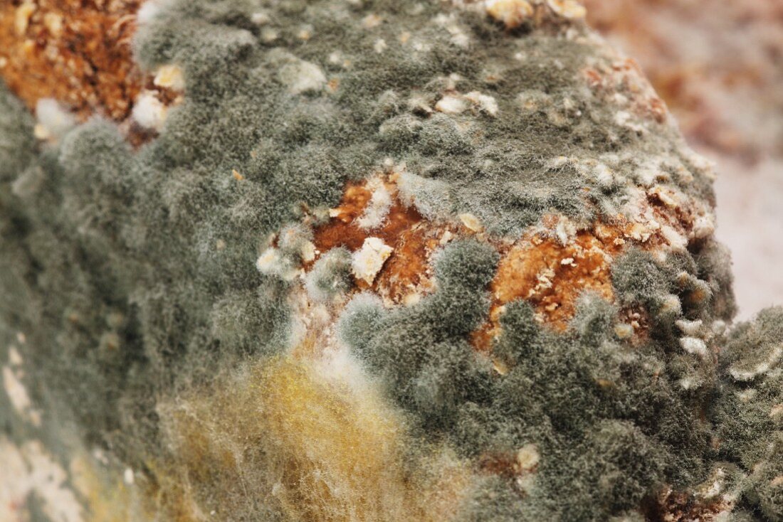 Mouldy wholemeal bread (close-up)