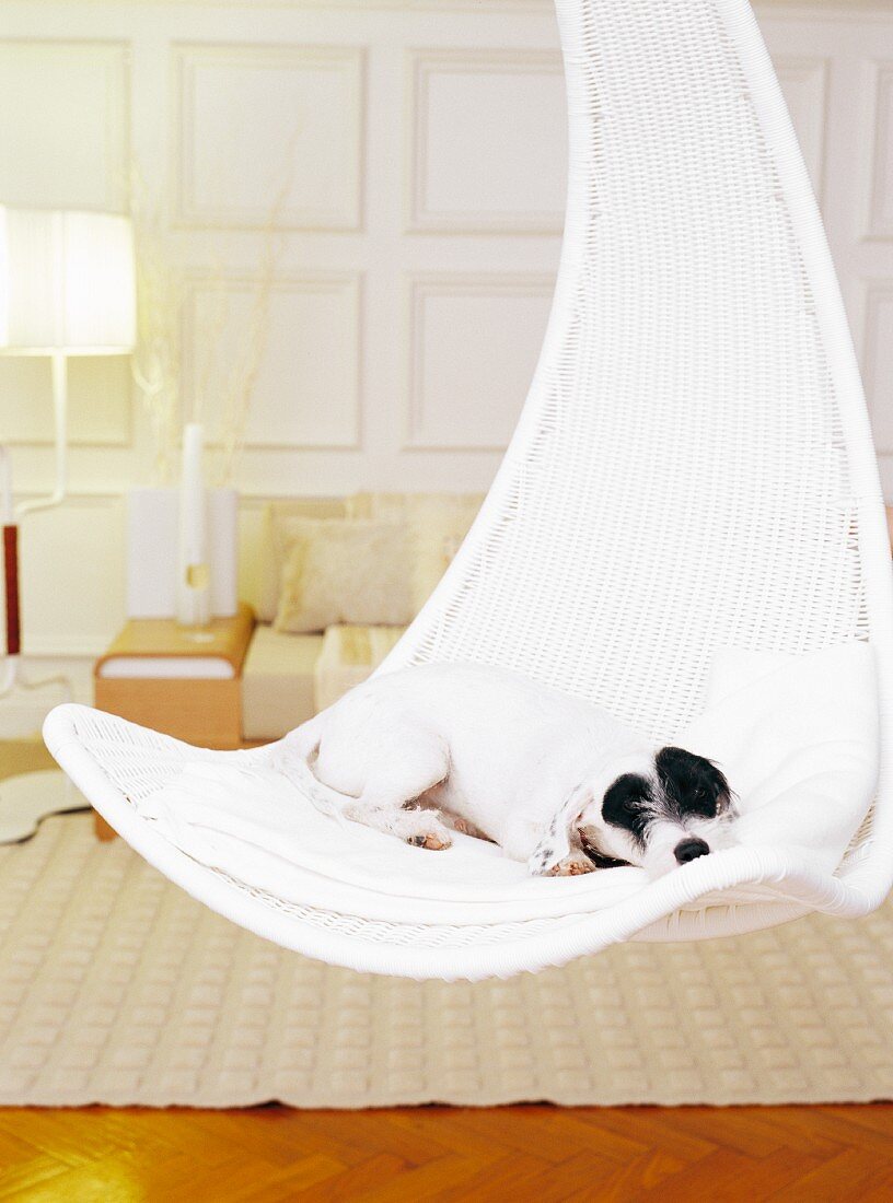 Dog lying in hanging chair in living room