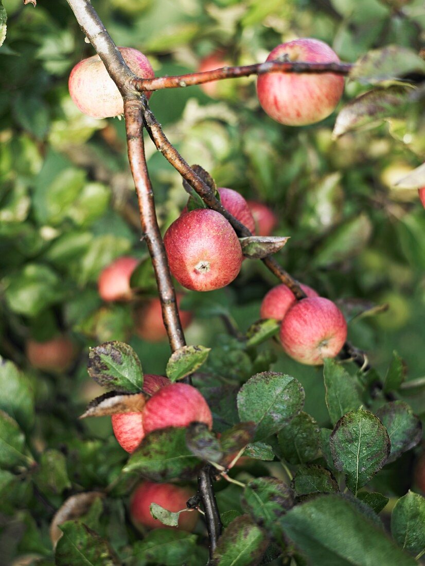 Red apples on the tree