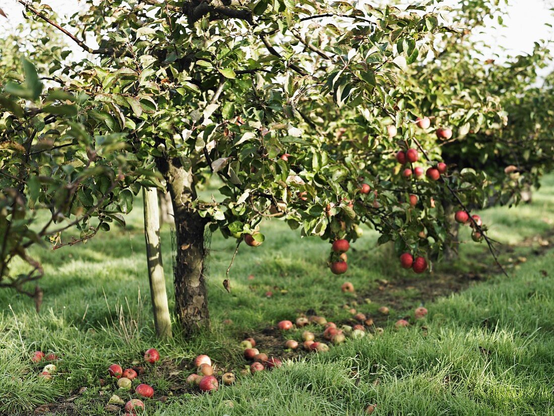 Apple Tree at Weston's Antique Apples