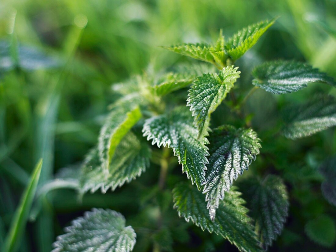 Brennesseln im Garten (Close Up)