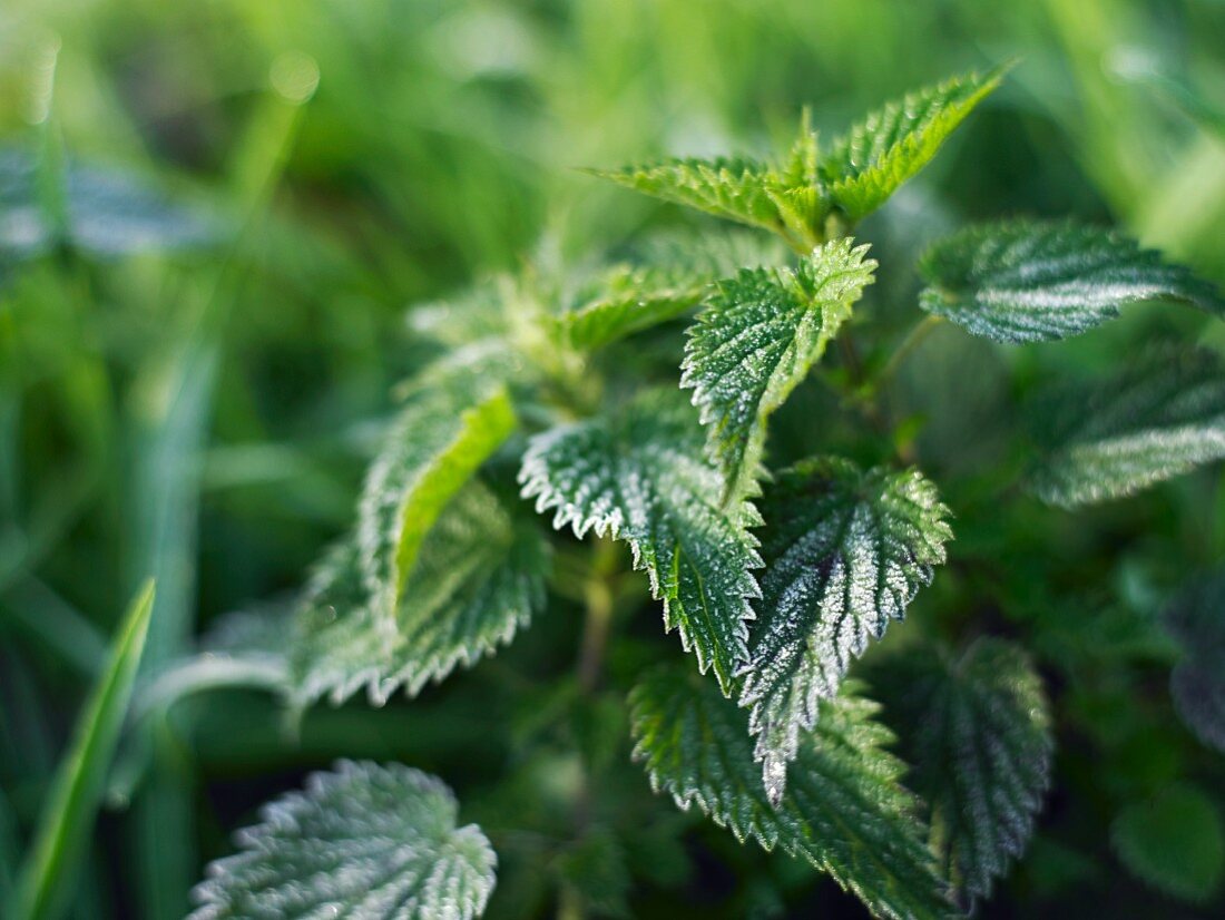 Stinging nettles in a garden (close-up)